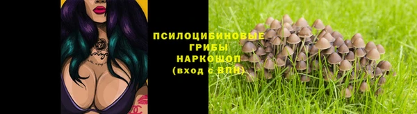 ГАЛЛЮЦИНОГЕННЫЕ ГРИБЫ Осинники