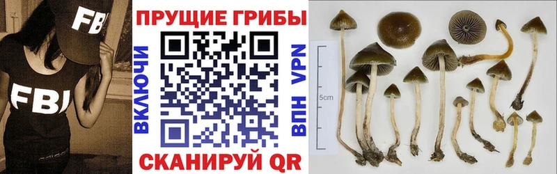 закладки  Курчалой  Псилоцибиновые грибы мицелий 
