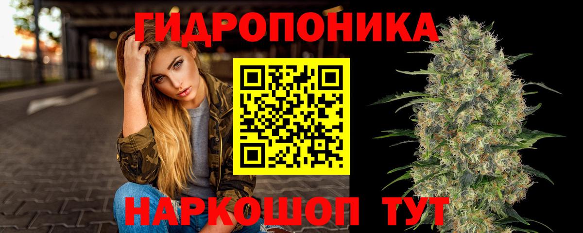 Каннабис план  Марихуана сатива  Марихуана сатива  Курчалой 